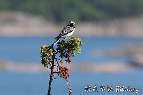 pliszka siwa Motacilla alba