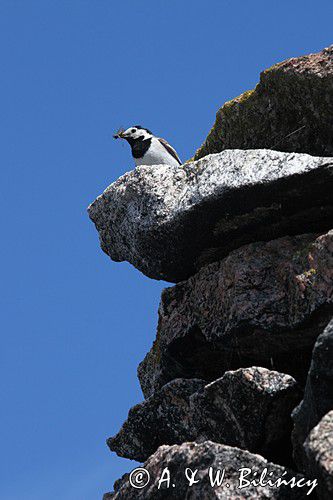 pliszka siwa Motacilla alba