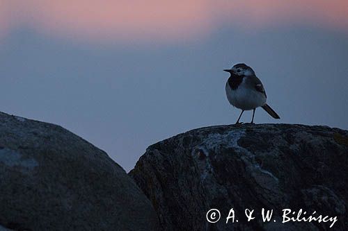 Pliszka siwa, Motacilla alba