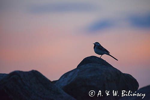 Pliszka siwa, Motacilla alba