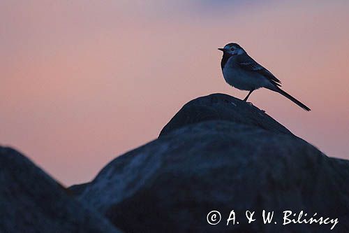 Pliszka siwa, Motacilla alba