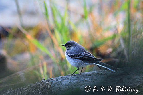 Pliszka siwa, Motacilla alba