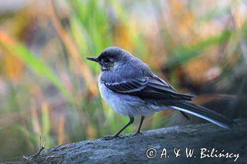 Pliszka siwa, Motacilla alba