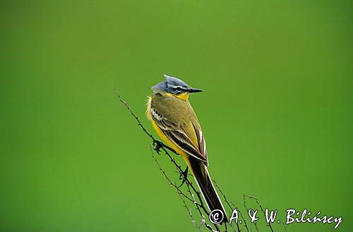 pliszka żółta Motacilla flava