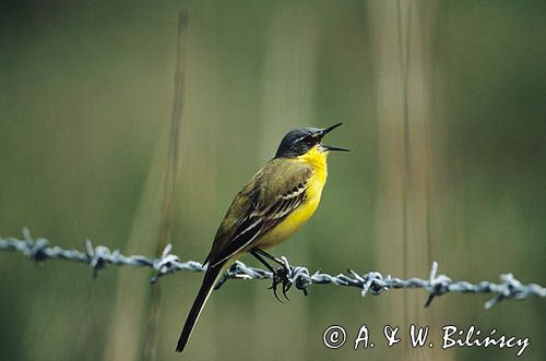 pliszka żółta Motacilla flava