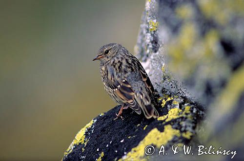 płochacz halny, Prunella collaris