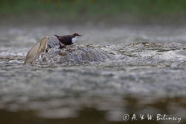 pluszcz, Cinclus cinclus