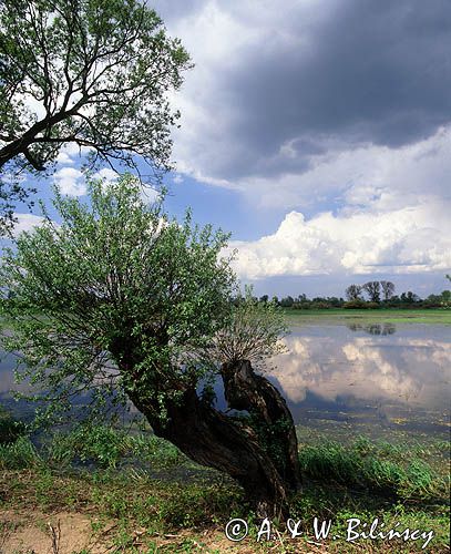 Park Narodowy Ujście Warty