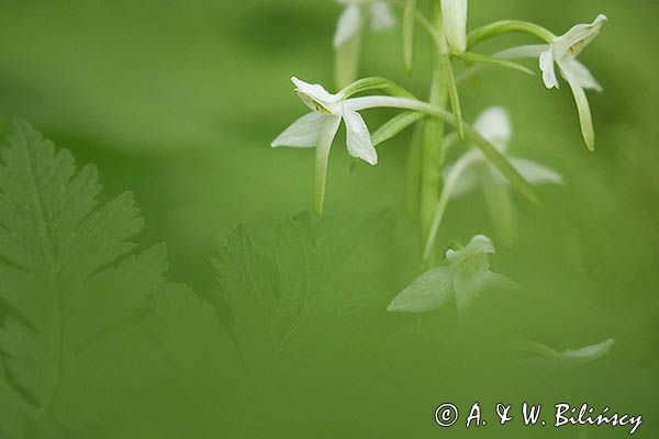 Storczyk, Podkolan biały, Plantathera bifolia