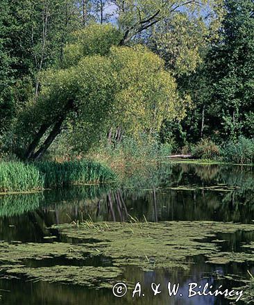 Starorzecze na Podlasiu