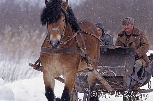 Sanie na Podlasiu, Polska