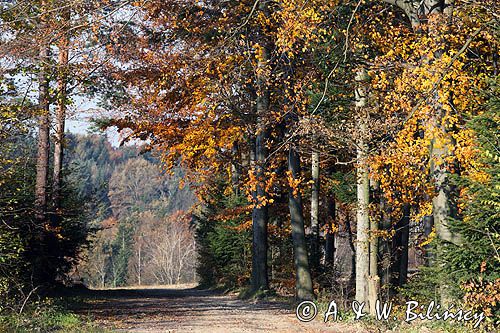 jesienna droga koło wsi Kamieniec, Pogórze Dynowskie