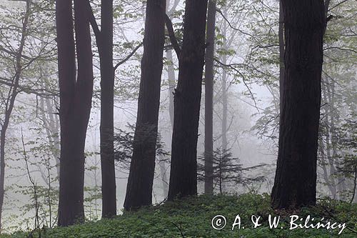 las koło wsi Temeszów, Pogórze Dynowskie