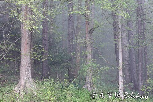 las koło wsi Temeszów, Pogórze Dynowskie