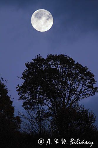 wschód księżyca w Krzemiennej, Pogórze Dynowskie