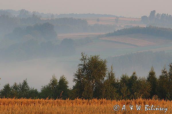 Świt, Pogórze Dynowskie