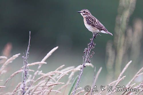 pokląskwa, Saxicola rubetra