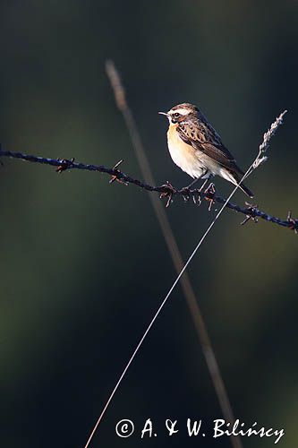 pokląskwa, Saxicola rubetra