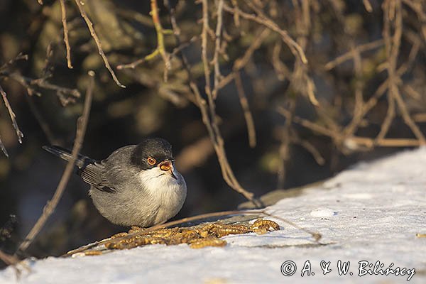 Pokrzewka aksamitna, Sylvia melanocephala, Curruca melanocephala, samiec