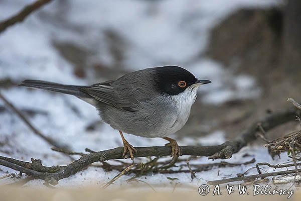 Pokrzewka aksamitna, Sylvia melanocephala, Curruca melanocephala, samiec