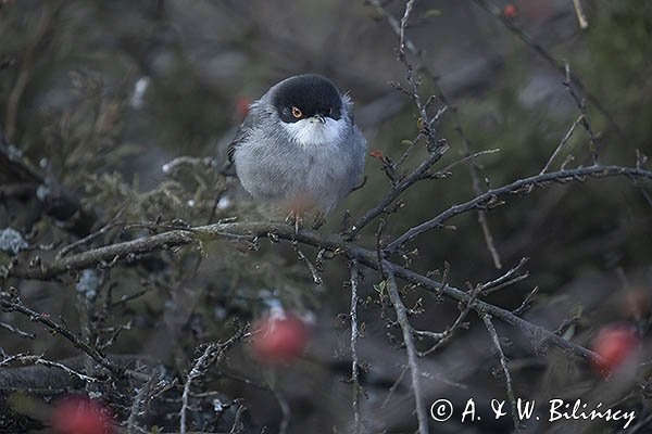 Pokrzewka aksamitna, Sylvia melanocephala, Curruca melanocephala, samiec