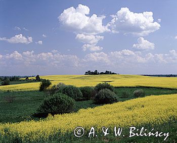 pola rzepaku na Pojezierzu Ełckim