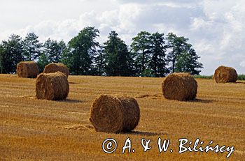 Poland, Warmia region, fields, pole po żniwach, wałowanie słomy