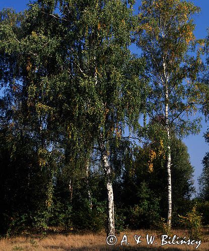 Jesienna brzoza w Poleskim Parku Narodowym