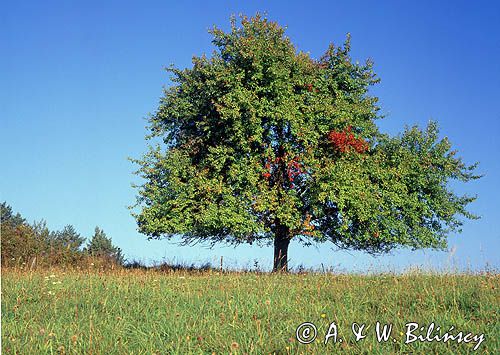 Polna grusza w Bieszczadach