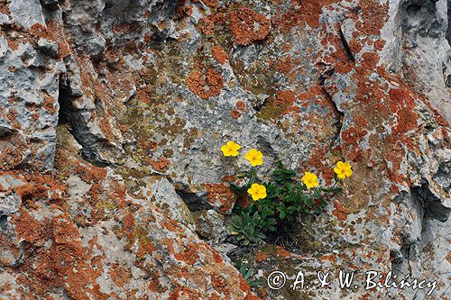 posłonek wielkokwiatowy Helianthemum grandiflorum