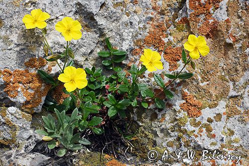 posłonek wielkokwiatowy Helianthemum grandiflorum