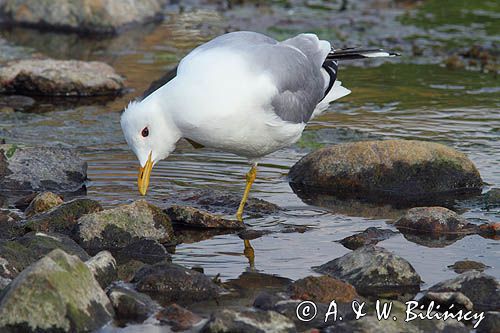 Mewa siwa, mewa pospolita, Larus canus