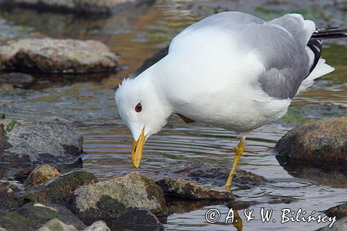 Mewa siwa, mewa pospolita, Larus canus