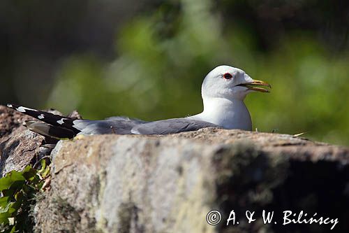 Mewa siwa, mewa pospolita, Larus canus