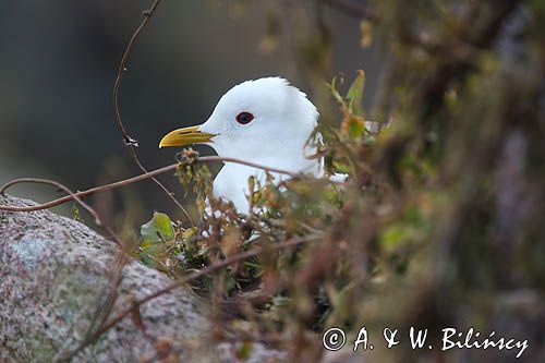 Mewa siwa, mewa pospolita, Larus canus