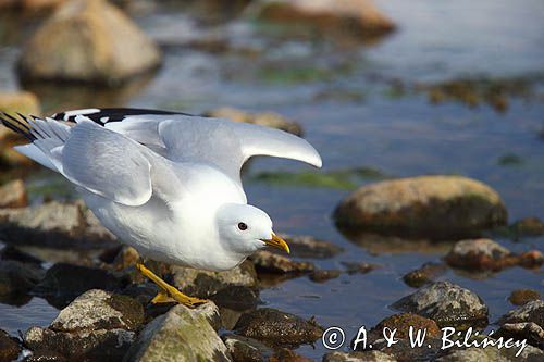 Mewa siwa, mewa pospolita, Larus canus