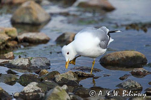 Mewa siwa, mewa pospolita, Larus canus