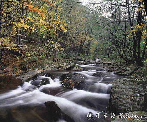 potok Caryński Bieszczady