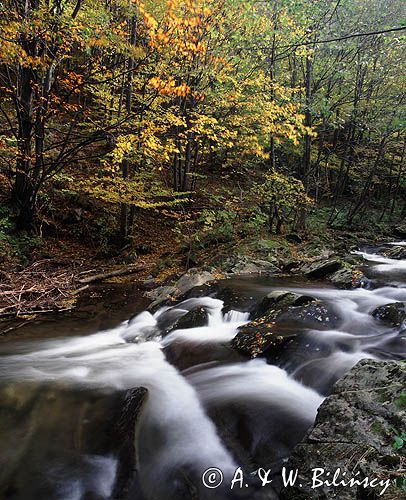 potok Caryński, Park Krajobrazowy Doliny Sanu