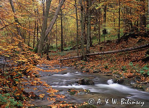 potok Hylaty Bieszczady