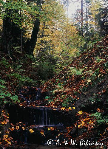 Potok, Beskid Niski