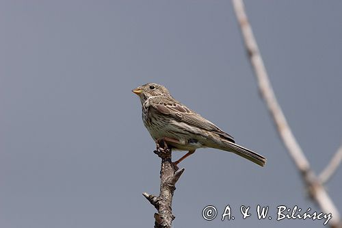 potrzeszcz, samiec, Emberiza calandra