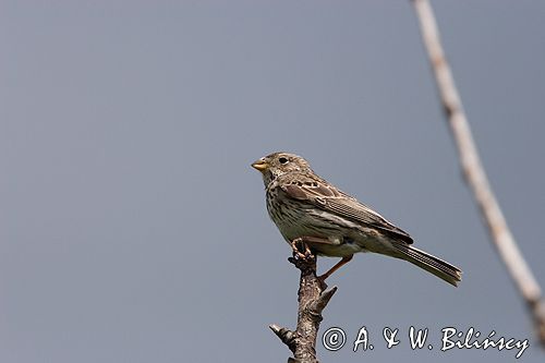 potrzeszcz, samiec, Emberiza calandra