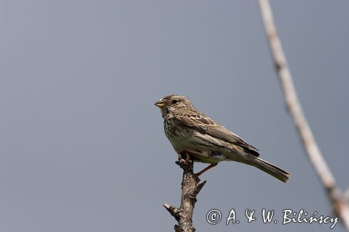 potrzeszcz, samiec, Emberiza calandra