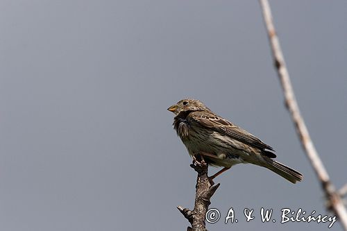 potrzeszcz, samiec, Emberiza calandra