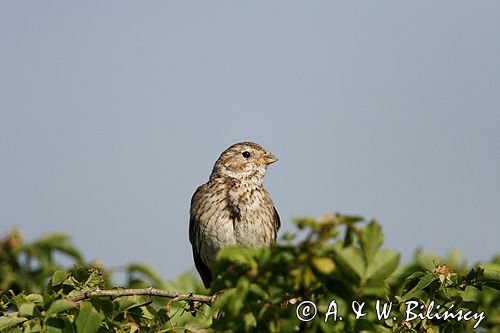 potrzeszcz, samiec, Emberiza calandra