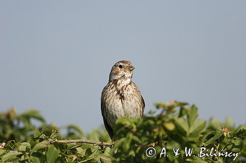 potrzeszcz, samiec, Emberiza calandra