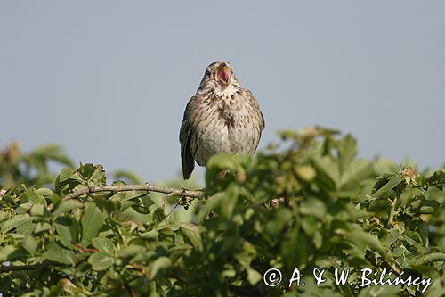 potrzeszcz, śpiewający samiec, Emberiza calandra