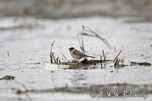 Potrzos zwyczajny) Emberiza schoeniclus)