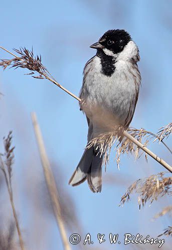 Potrzos zwyczajny, Emberiza schoeniclus